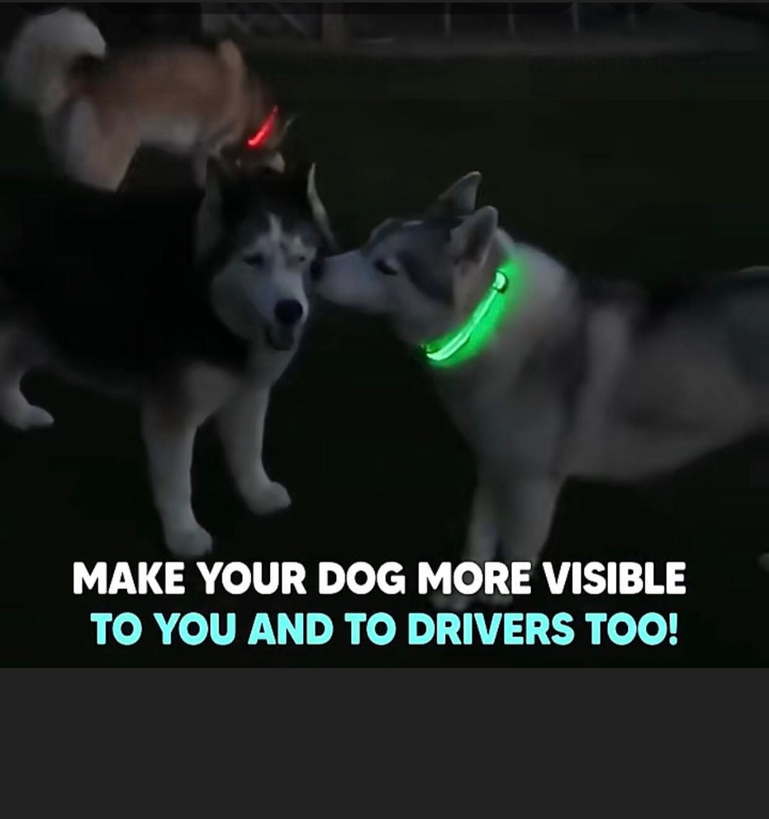 Dog Glow Collar